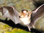 ہواچکیاں۔۔۔ چمگادڑوں کی قاتل