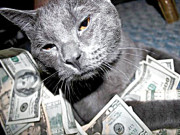 امریکا میں دو پالتو بلیاں لاکھوں ڈالر کی مالک بن گئیں