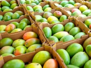 کونسا ملک سب سے زیادہ آم برآمد کرتا ہے؟