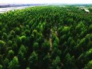 محکمہ جنگلات پنجاب کا موسم بہار کے دوران صوبے میں 10کروڑ پودوں کی فراہمی کا ہدف