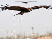 لاہور میں چیلوں کی بڑھتی تعداد کے باعث چھوٹے پرندوں کی نسل معدوم ہونے کا خطرہ