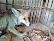 آوارہ کتوں کے بعد لومڑی بھی شہریوں کو ڈرانے نکل آئی