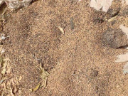 لانڈھی کے سرکاری گوداموں میں لاکھوں من گندم خراب