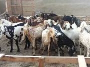 کوہستان کے مویشیوں میں وبائی امراض پھوٹ پڑے