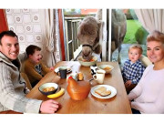 برطانوی فیملی نے اونٹ کو پالتو جانور بنالیا