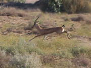 پنجاب میں غیرقانونی شکارپرپابندی کے باوجود بیوروکریسی کی شکارمیں معاونت