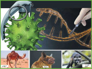 کورونا وائرس۔۔۔ایک حیاتیاتی بم