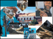 جہاں ہر گھر میں مگرمچھ ہیں