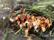 پنجاب میں لاک ڈاؤن سے ہزاروں ایکڑ پر کاشت پھول خراب گل فروش بھی متاثر