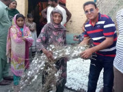 کورونا وبا ریشم کی پیداوار میں 67 فیصد کمی کا خدشہ