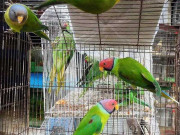 لاک ڈاؤن کے باعث پالتو جانوروں اور پرندوں کا کاروبار بھی متاثر