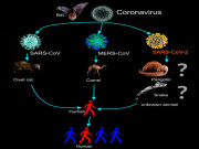 ناول کورونا وائرس کی ابتدا کہاں سے ہوئیَ