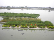 آلودہ ترین پانی کو صاف کرنے والی کم خرچ پاکستانی سبز چٹائیاں