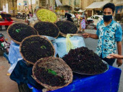 بہار کا موسمی پھل شہتوت