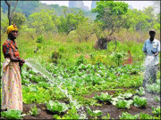 انگولا میں پاکستانی پھلوں کے باغات