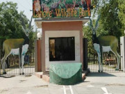 لاک ڈاؤن کے باعث لاہورسفاری میں خوراک کا حصول مشکل 14 افریقی شیر فروخت