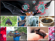 موذی وائرسوں کے اڑتے پھرتے مسکن