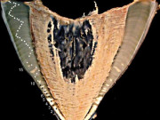 پاکستانی وھیل شارک کی عمر کا راز ایٹمی دھماکوں سے حل ہوگیا