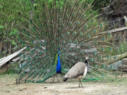 کورونا لاک ڈاؤن جنگلی حیات کے لئے نعمت بن گیا