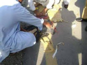دھماکا خیز مواد کی جانچ کیلیے جدید آلات فراہم کیے جائیں بم ڈسپوزل اسکواڈ