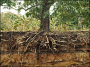 جڑ اکھاڑیئے شاخیں نہ کاٹیے