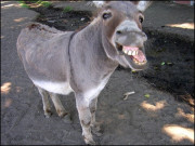 اپنے گدھے سنبھال لیجیے پلیز