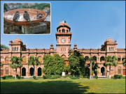 پنجاب یونیورسٹی اور پرندوں کے برتن