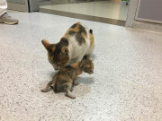 بلی اپنے بیمار بچے کا علاج کروانے اسپتال لے آئی