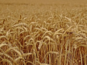 سندھ حکومت نے گندم کی بین الصوبائی نقل و حمل پر پابندی عائد کردی