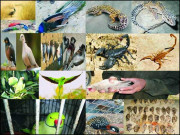 فطرت کا حسن نکھار پرندوں کی نسل معدوم ہونے لگی