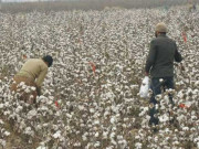 پاکستان میں رواں سال کپاس کی مجموعی ملکی پیداوار میں غیر معمولی اضافے کا امکان