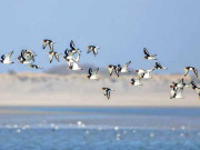 سندھ کے ساحل پر رواں سال 7 لاکھ 41 ہزار 42 پرندے آئے سروے رپورٹ