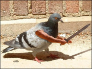 خوف زدہ انڈیا