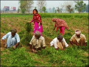 کسان نامی اقلیت