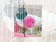 بھارتی میڈیا پر ایک بار پھر پاکستانی کبوتر کی بازگشت