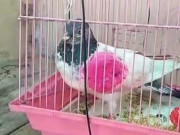 سوشل میڈیا پر شرمندگی کا سامنا بھارتی پولیس نے پاکستانی کبوتر کو آزاد کردیا