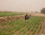 ٹڈی دل کی ہولناک تباہ کاریاں