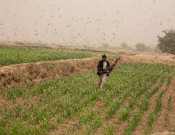 ملک بھرمیں ٹڈی دل کے خلاف آپریشن کی تفصیلات جاری