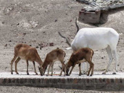 کورونا لاک ڈاؤن لاہور سفاری پارک میں مختلف جانوروں کے 23 بچوں کی پیدائش