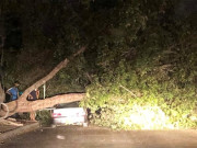 کراچی میں آندھی کے باعث 5 افراد جاں بحق اور متعدد زخمی 75 بھینسیں جل گئیں