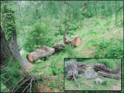 کشمیر کا حسن جنگلات اور ٹمبر مافیا