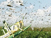 ٹائیگرفورس کو ٹڈی دل کے خاتمے کےلیے استعمال کرنے کا فیصلہ