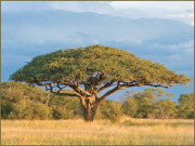  زباں فہمی نمبر 52 اردو اور دیگر زبانوں میں پودوں سبزیوں پھلوں کے مشترک نام