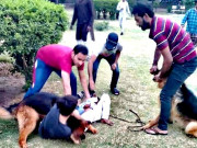 پارک میں کتے کے کاٹنے سے زخمی بچے کی قیمت 2000 روپے