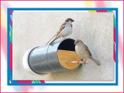 ہمارے خوابوں کے اُجڑے تنکے ۔۔۔