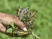 ٹڈی دل کے دوبارہ حملے کا خطرہ پنجاب میں ویلیج کمیٹیاں تشکیل