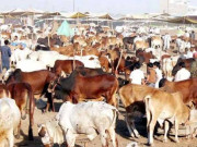 سندھ حکومت نے ہفتہ وار مویشی منڈیوں کو جاری نوٹیفکیشن منسوخ کردیا