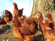 گولڈن مرغیاں پالنا گھریلو سطح پر بہترین فارمنگ ہے ماہرین