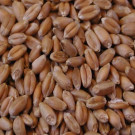 گندم کی قیمت نہ بڑھانے کیخلاف کسان بورڈ کا 10دسمبر کو احتجاج کا اعلان