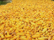 مکئی کی مارکیٹ کریش کر گئی کاشتکاروں کو 40 ارب روپے سے زائد کا نقصان